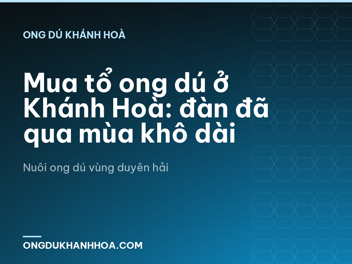 Mua tổ ong dú ở Khánh Hoà: đàn đã qua mùa khô dài