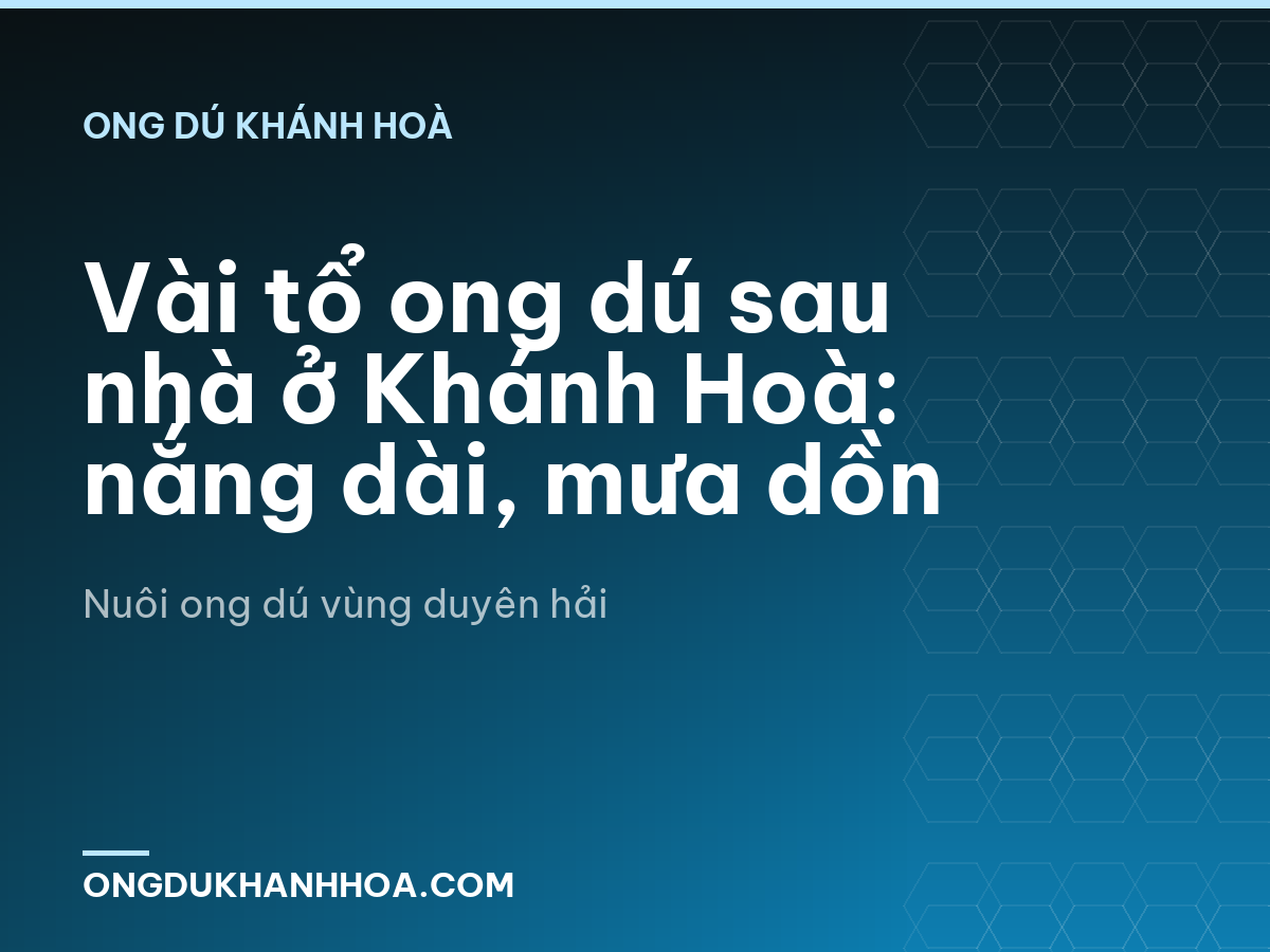 Vài tổ ong dú sau nhà ở Khánh Hoà: nắng dài, mưa dồn