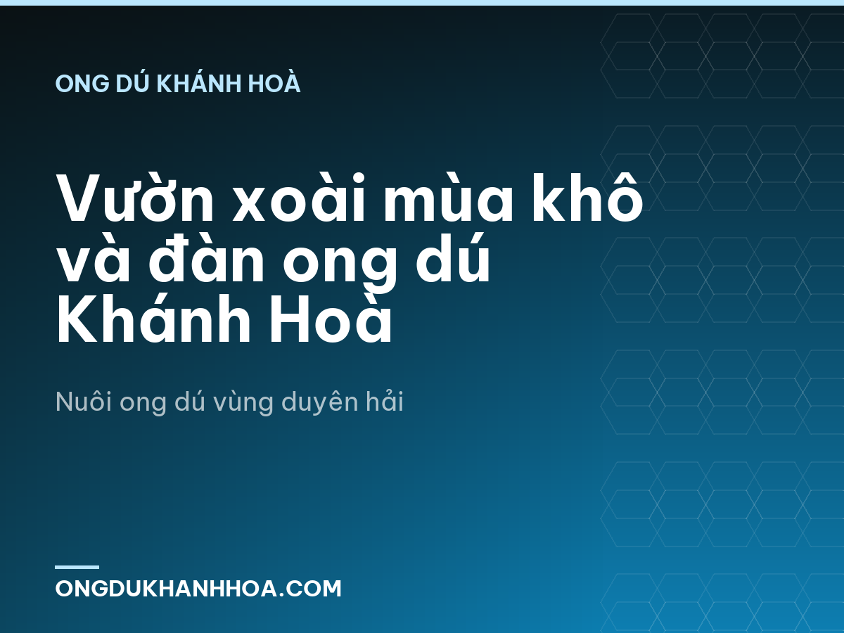 Vườn xoài mùa khô và đàn ong dú Khánh Hoà